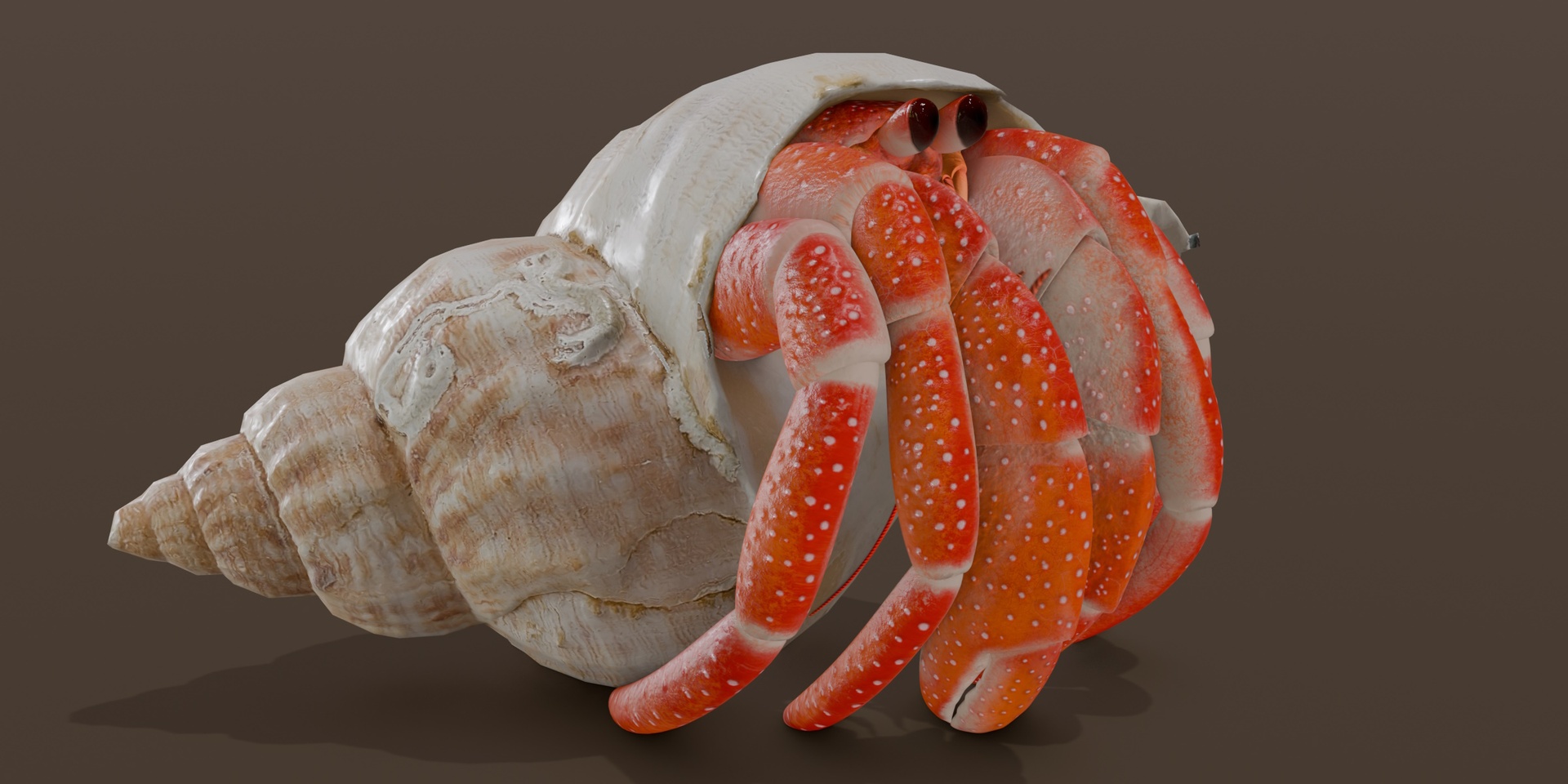 Media 1 for listing Animated Hermit crab