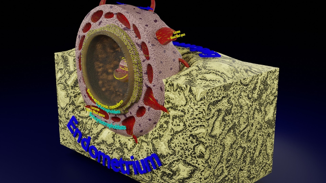 Human embryo 14 days labelled detailed | Fab