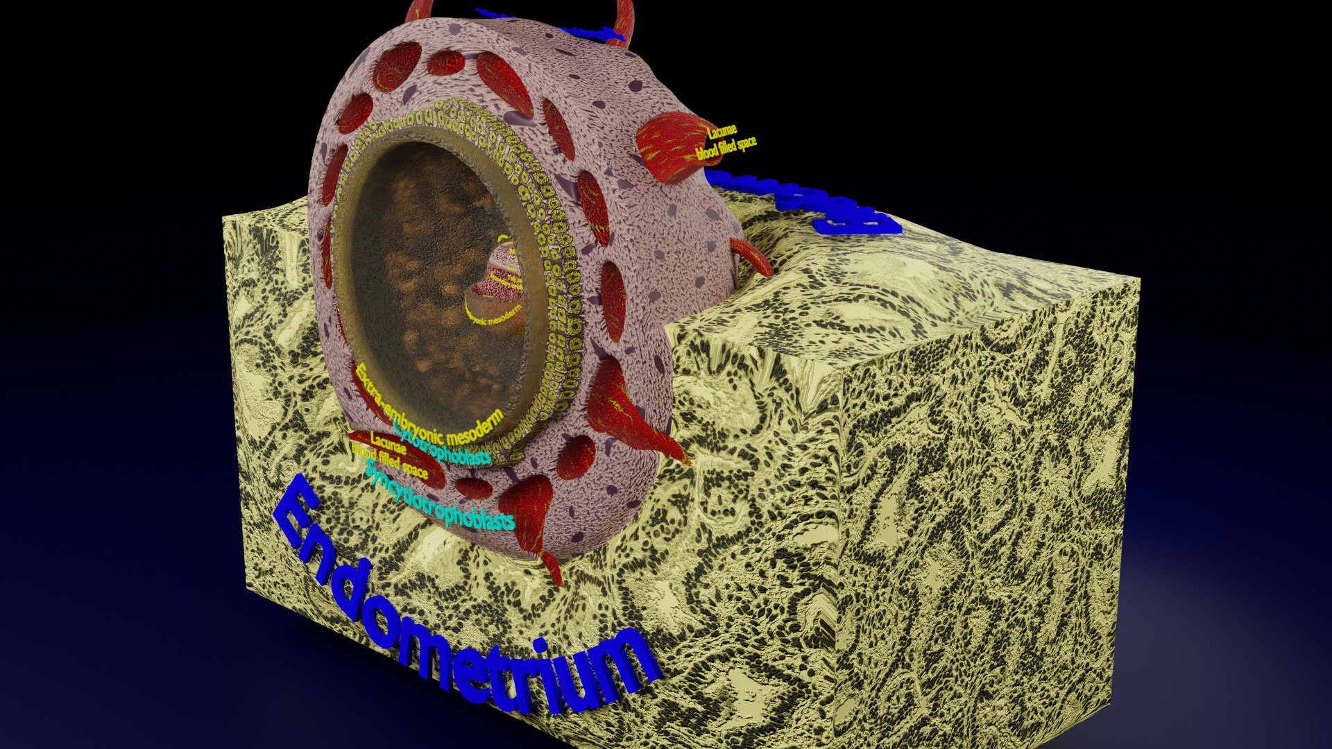 Human embryo 14 days labelled detailed | Fab