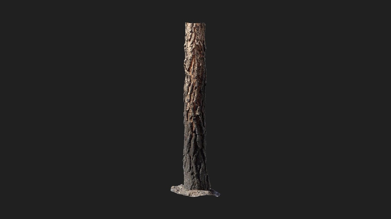 Media 1 for listing Blackened Tree Trunk