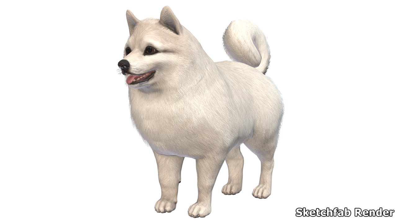 商品 Dog - Pomeranian Spitz 的媒体 1