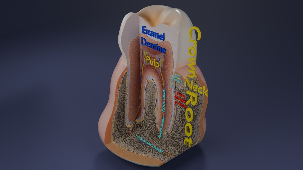 商品 Teeth schematic cut sectional labelled 的媒体 1