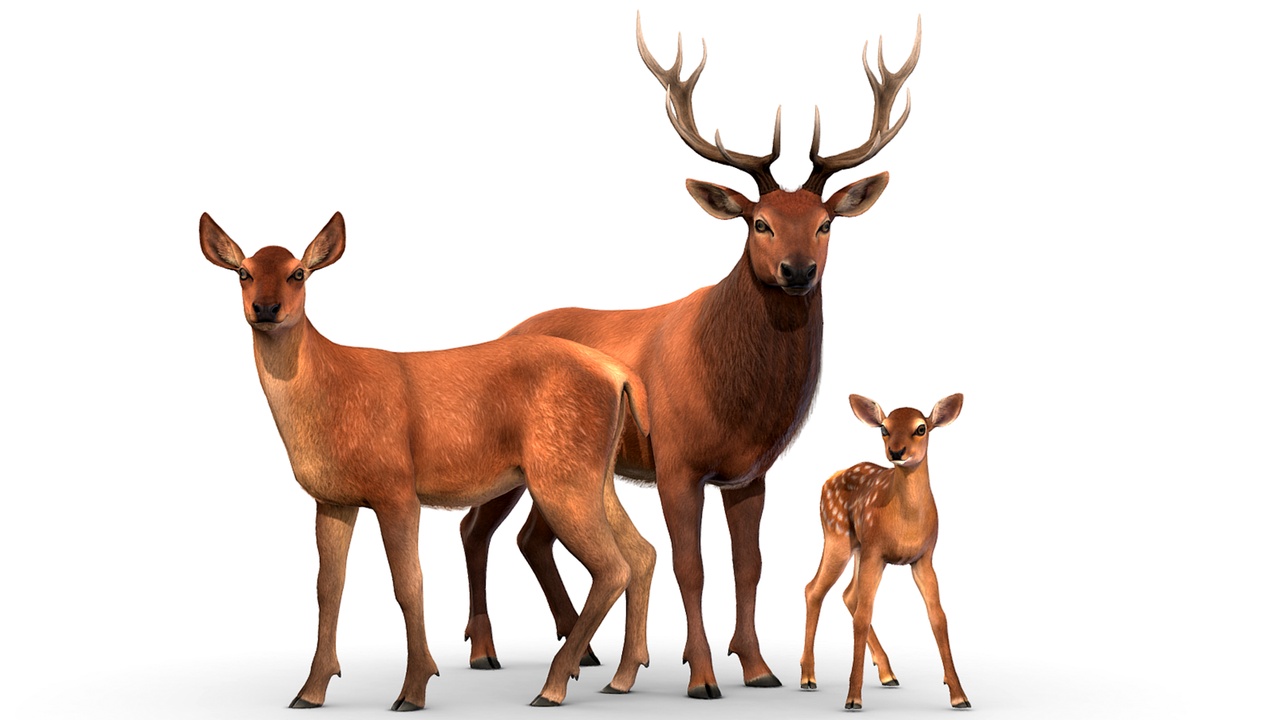 Media 1 for listing Red Deer Family