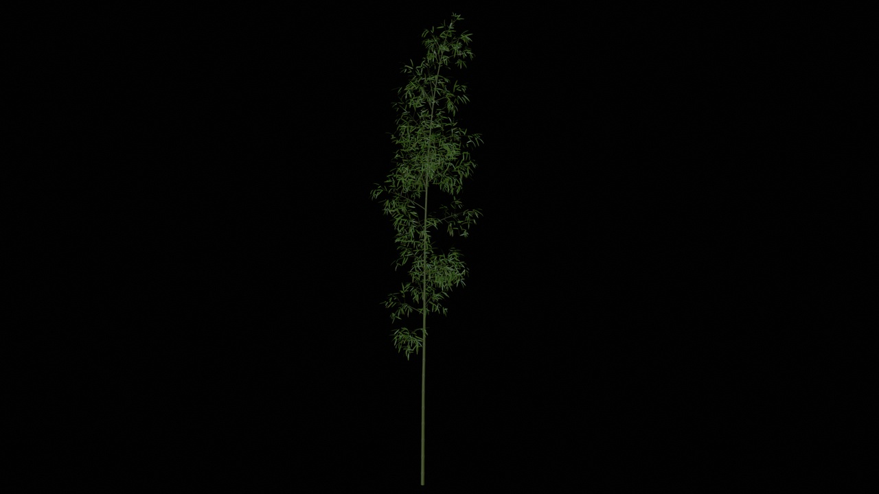Media 1 for listing bamboo_B