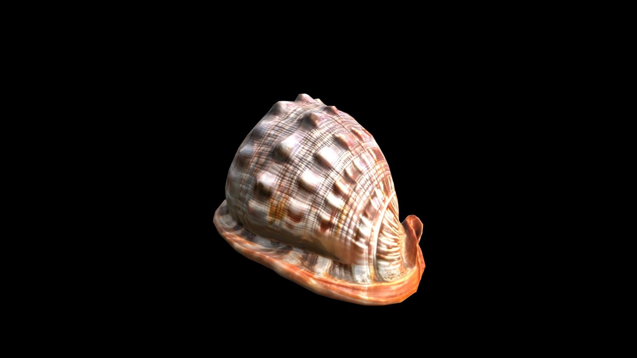 Media 1 for listing Conch