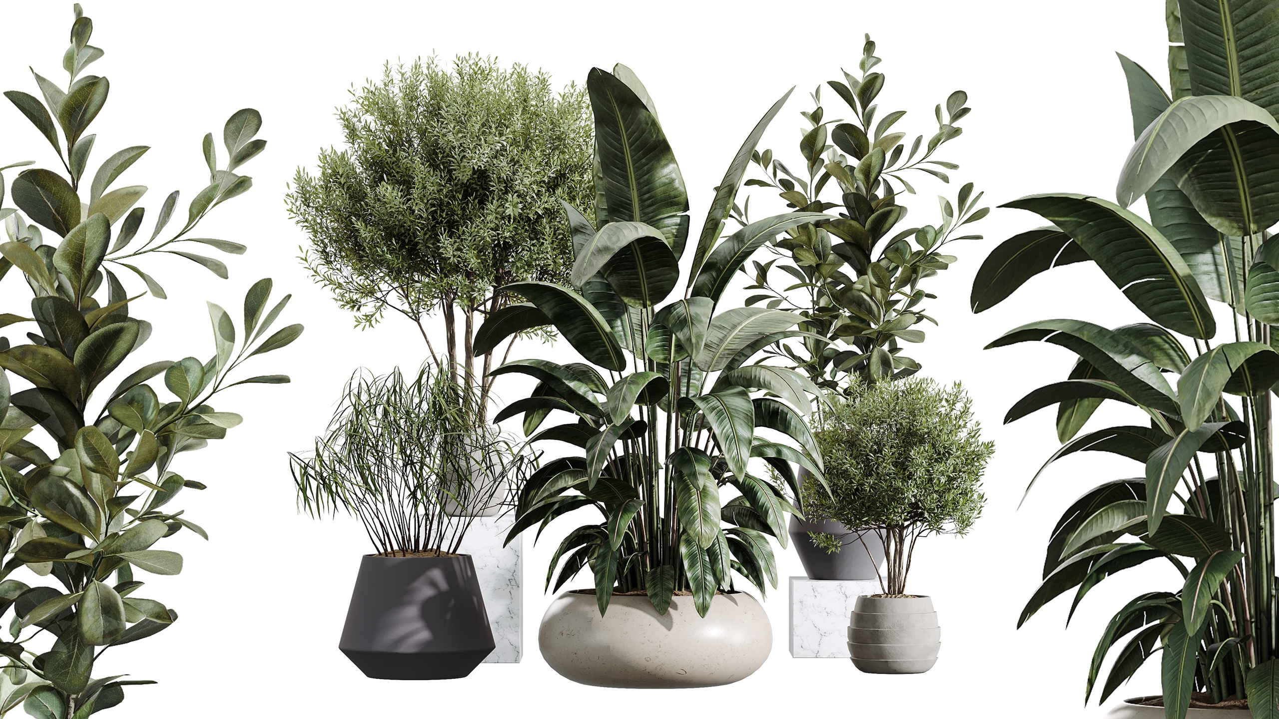 Media 1 for listing AV Indoor Plants Set 454 Olive Paradise Bird ficus