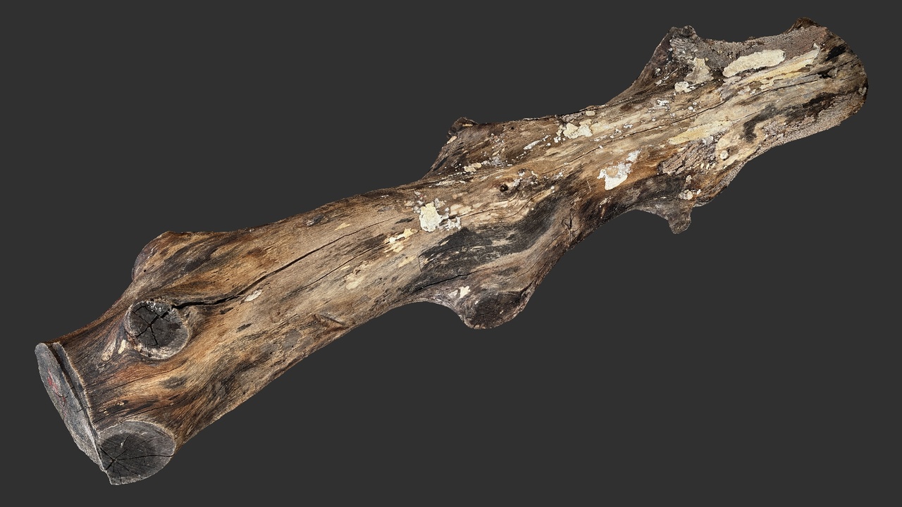 Media 1 for listing Tree trunk wood 3d scan highpoly
