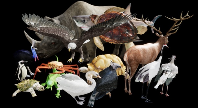 Complete Animals Pack