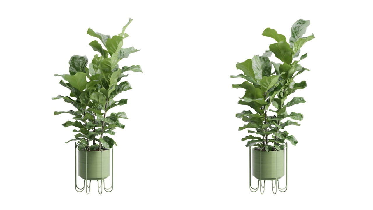 Media 1 for listing Ficus Lyrata in Metal Stand Planter