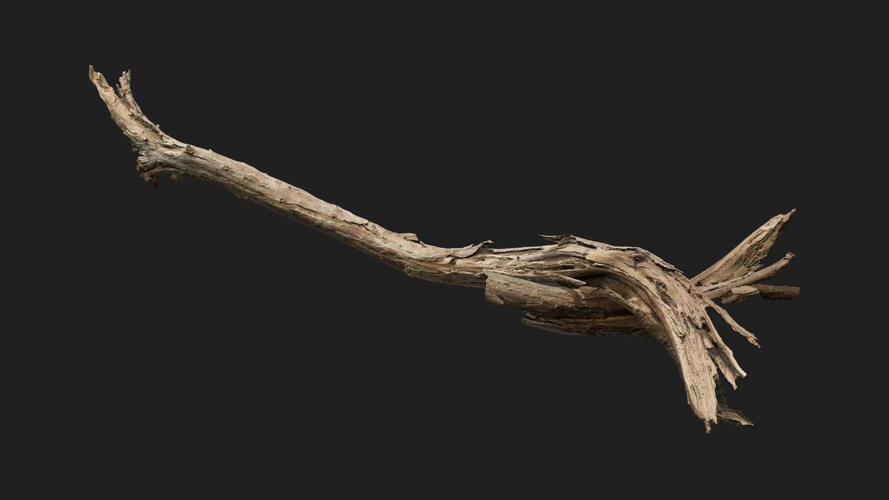 Media 1 for listing Coast Rauk Scatter Branch Dead S 02