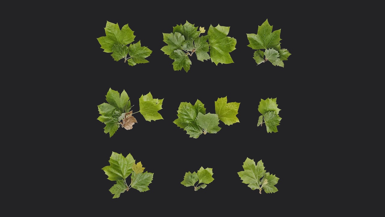 Media 1 for listing AD Platanus orientalis Leaf 12