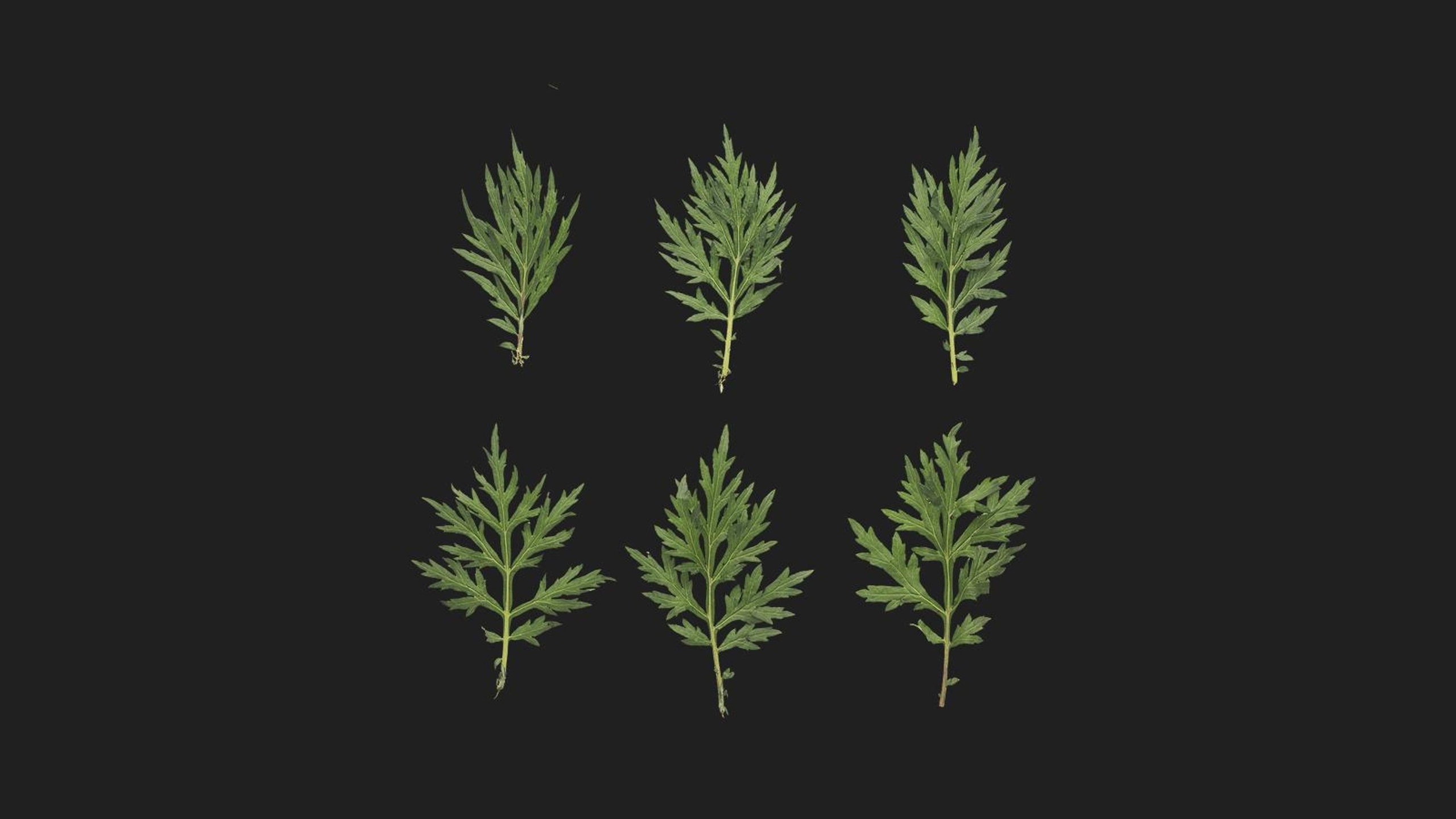 Mugwort 제품 등록을 위한 미디어 1개