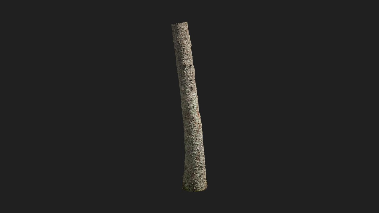 Nordic Forest Tree Trunk Spruce Medium | Fab