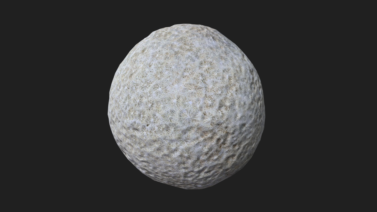 Media 1 for listing Coral: Siderastrea pliocenica (Remade)