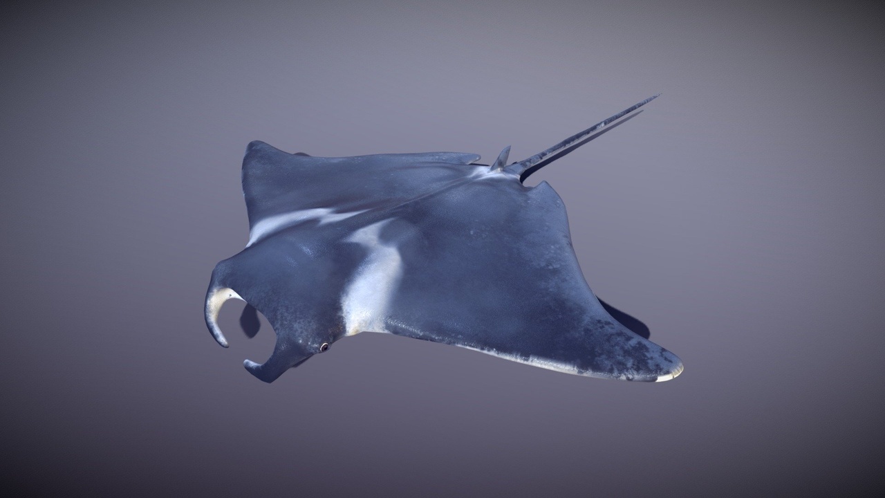 Media 1 for listing Manta Ray