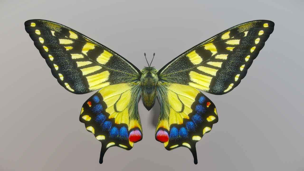 Media 1 for listing Butterfly Yellow
