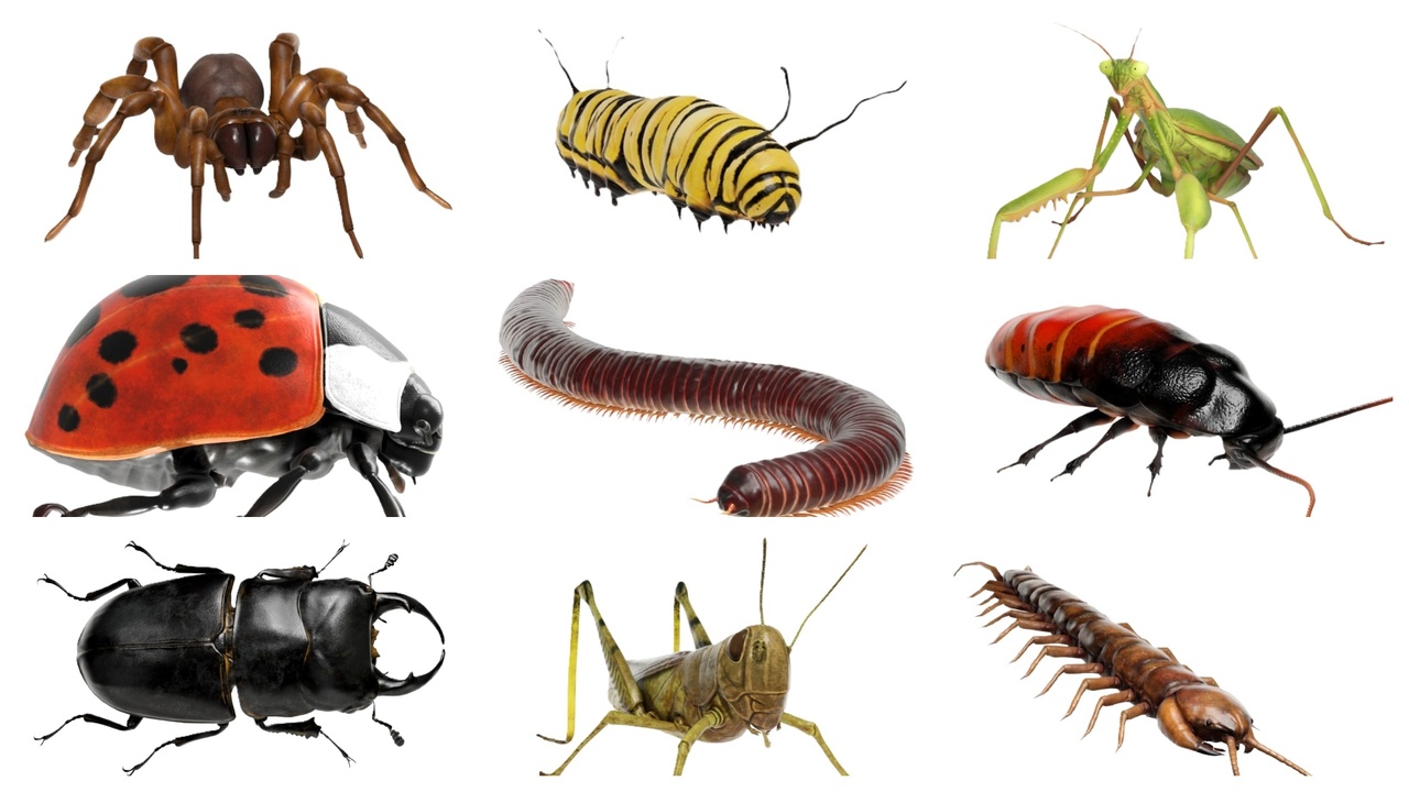 Media 1 for listing Realistic Insect Arthropod Collection Pack