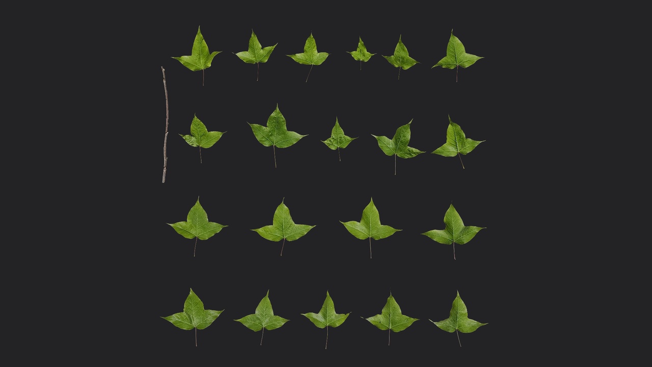 Media 1 for listing AD Acer buergerianum Leaf 10