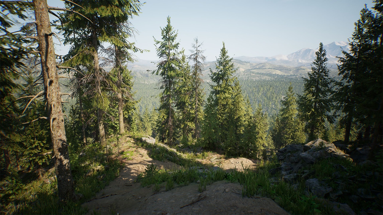 Media 1 for listing UCreate - Conifer Forest