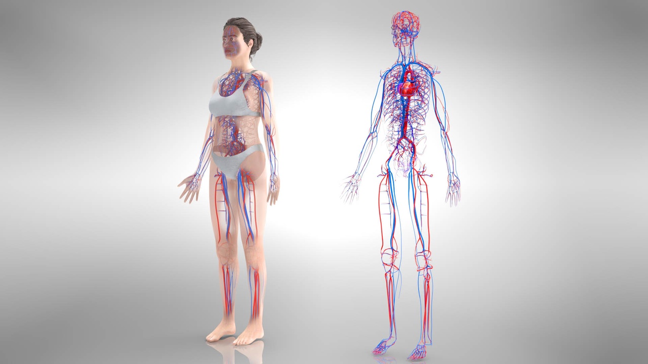 Media 1 for listing Female Cardiovascular System - Circulatory system