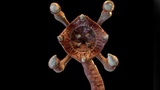 Meat Clawed Worm | Fab