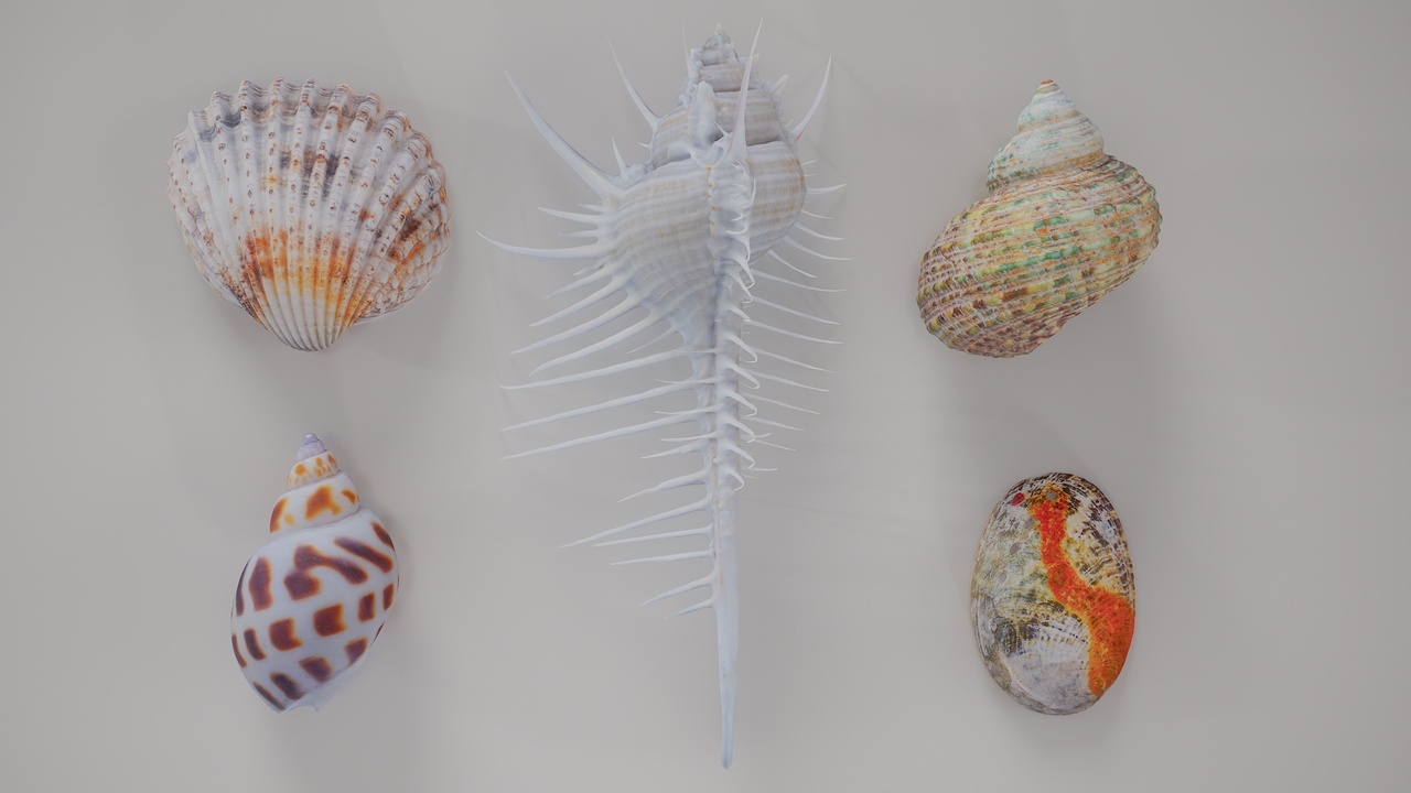 Media 1 for listing 5 3D Scanned Shell Collection 5