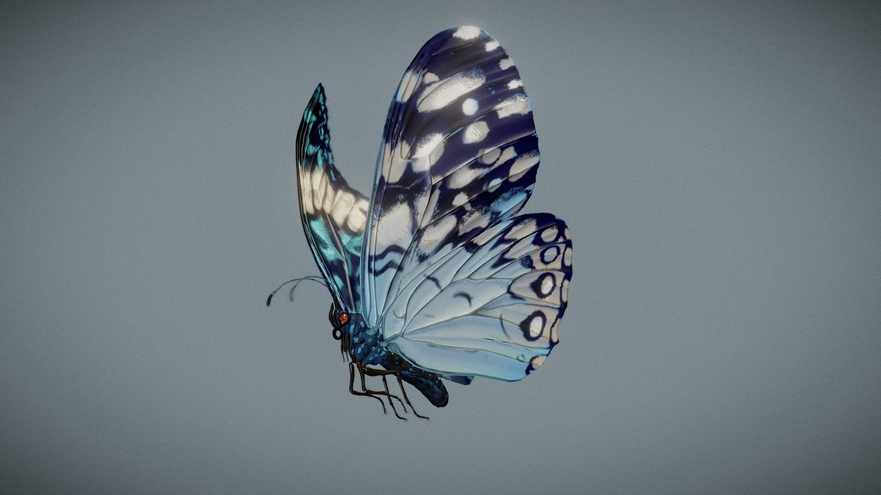 出品Butterfly Blue Crackerのメディア1
