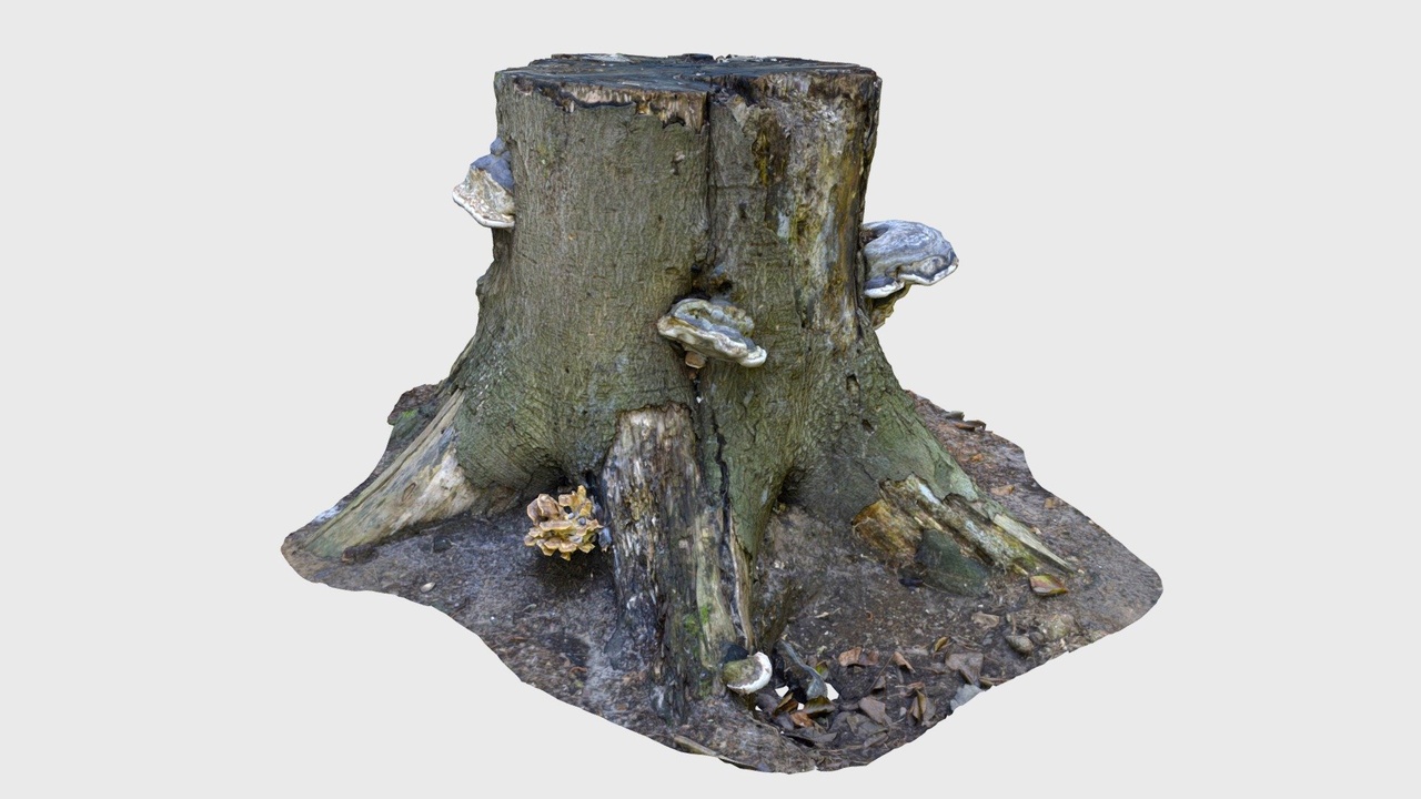 Media 1 for listing Tree Stump with Fungi