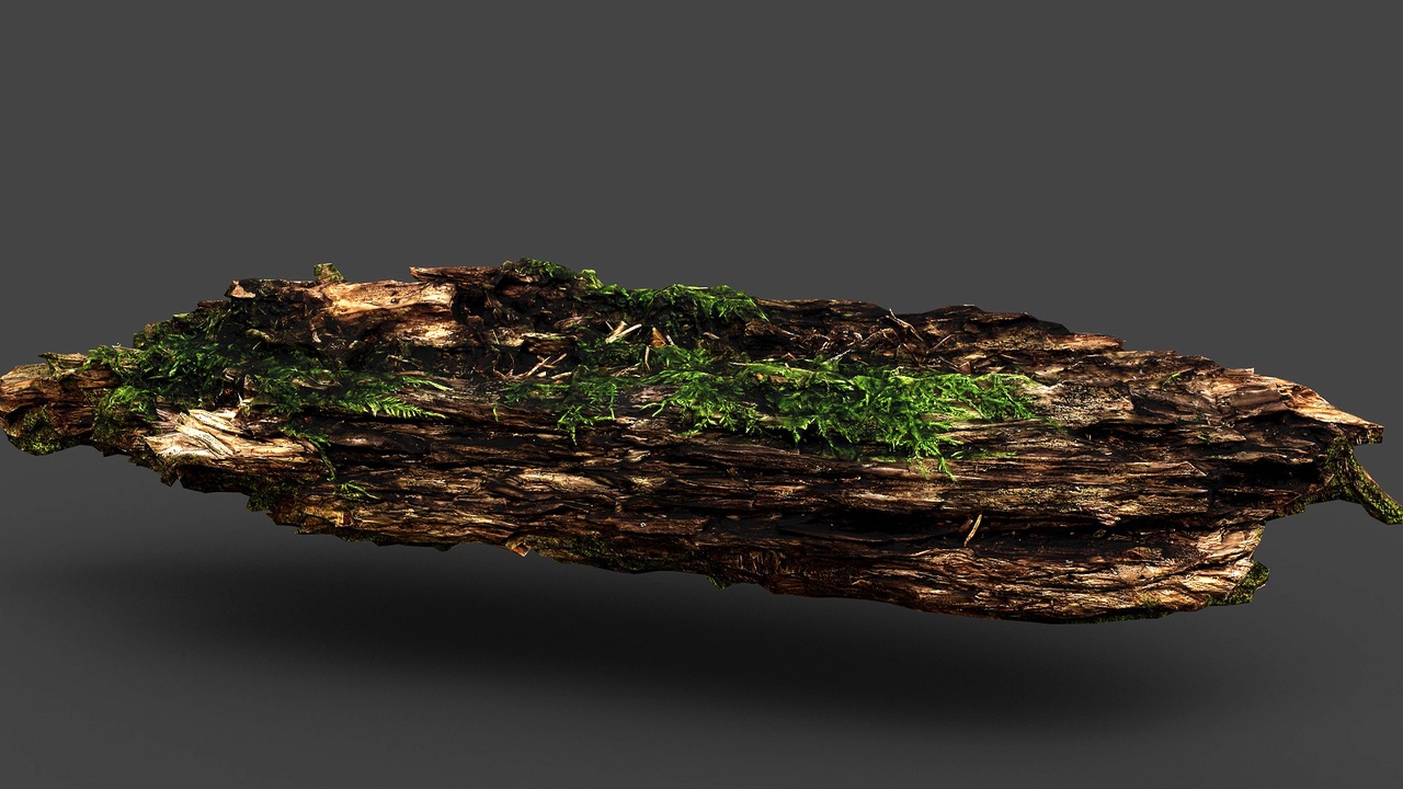 Media 1 for listing wood mossy debris broken tree part3 PBR photogrammetry