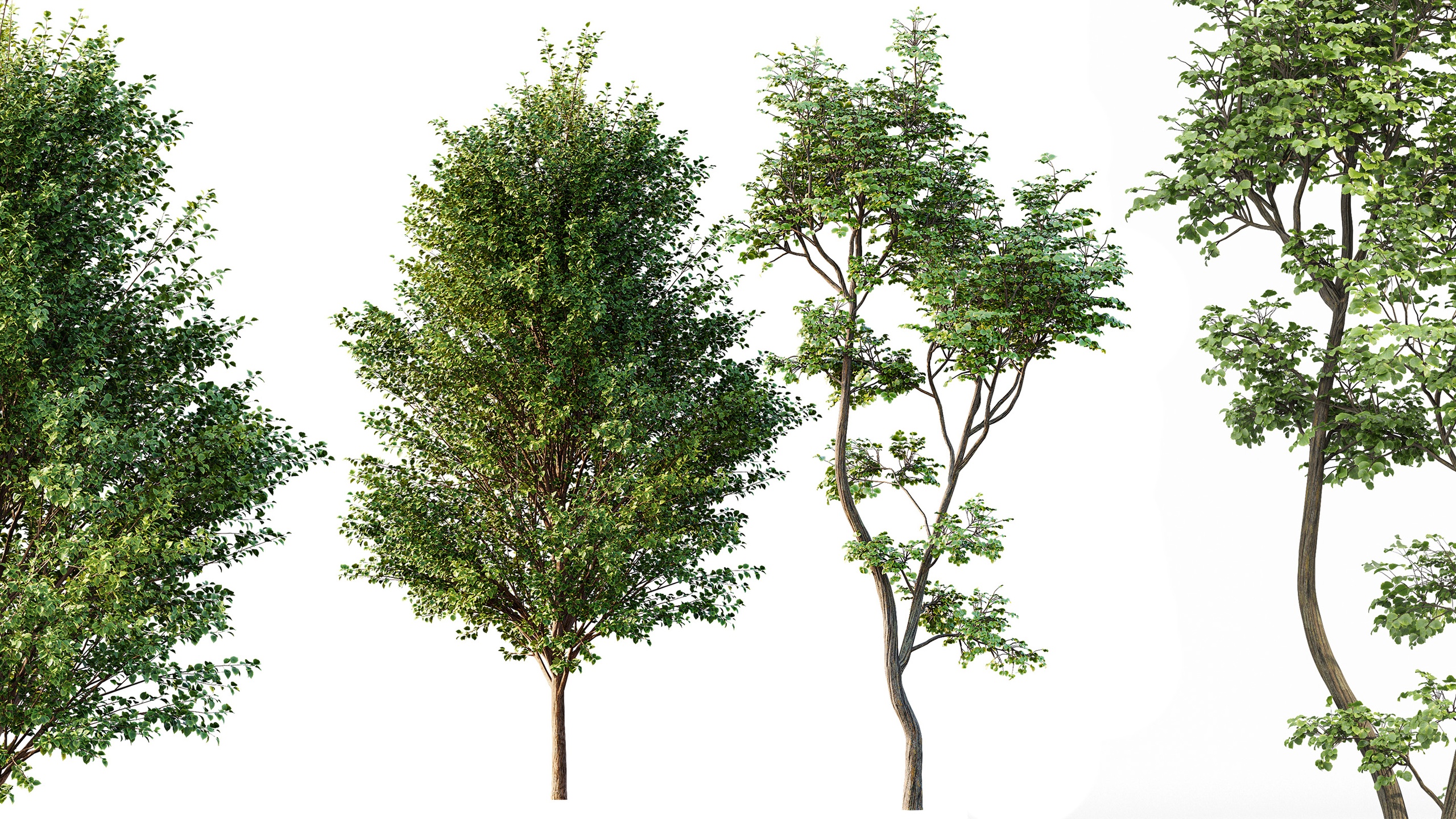 Media 1 for listing AV Canadian Poplar and Hazel leave