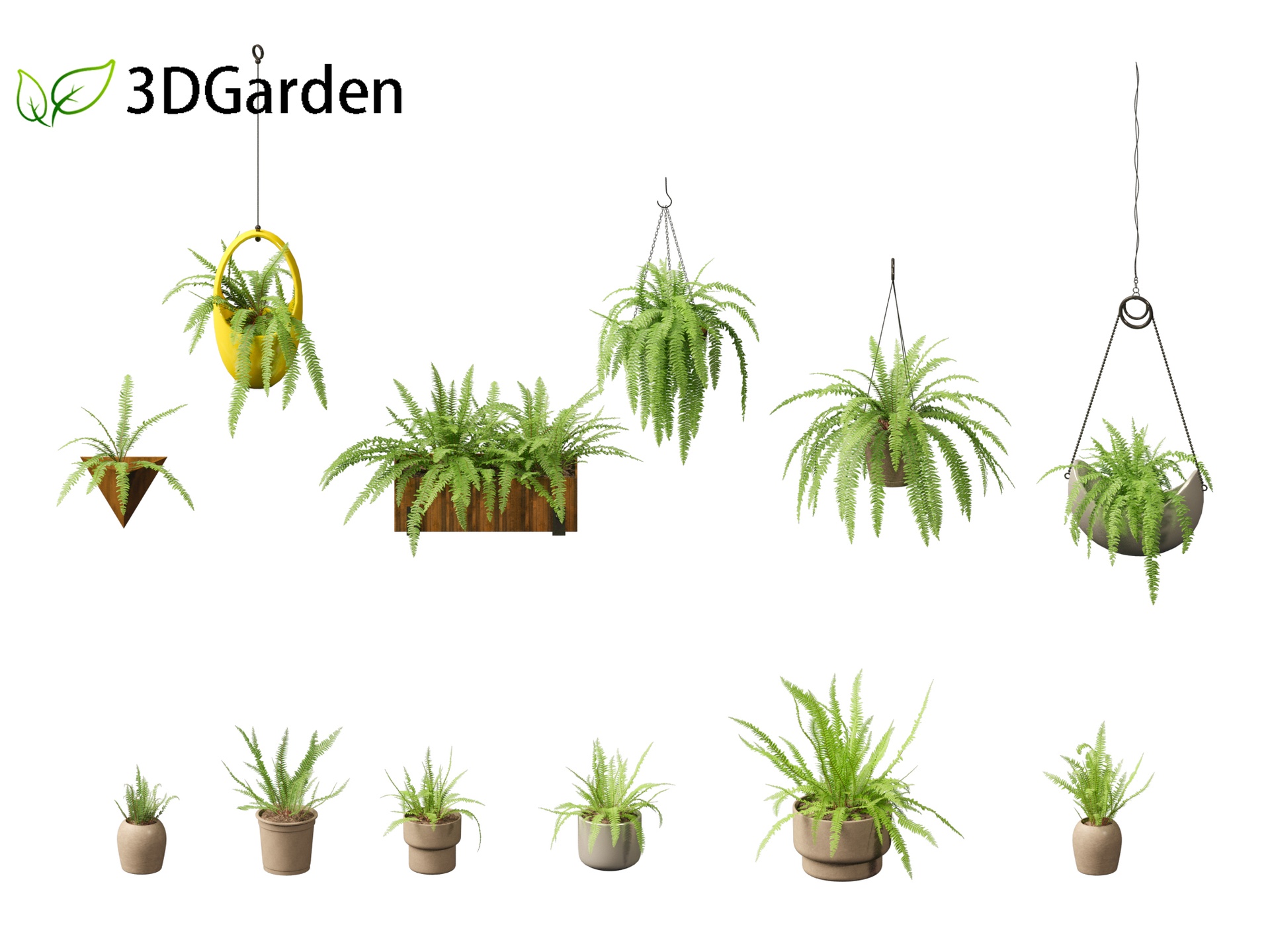 Medium 1 für Eintrag Nephrolepis cordifolia - Tuberous sword fern 02