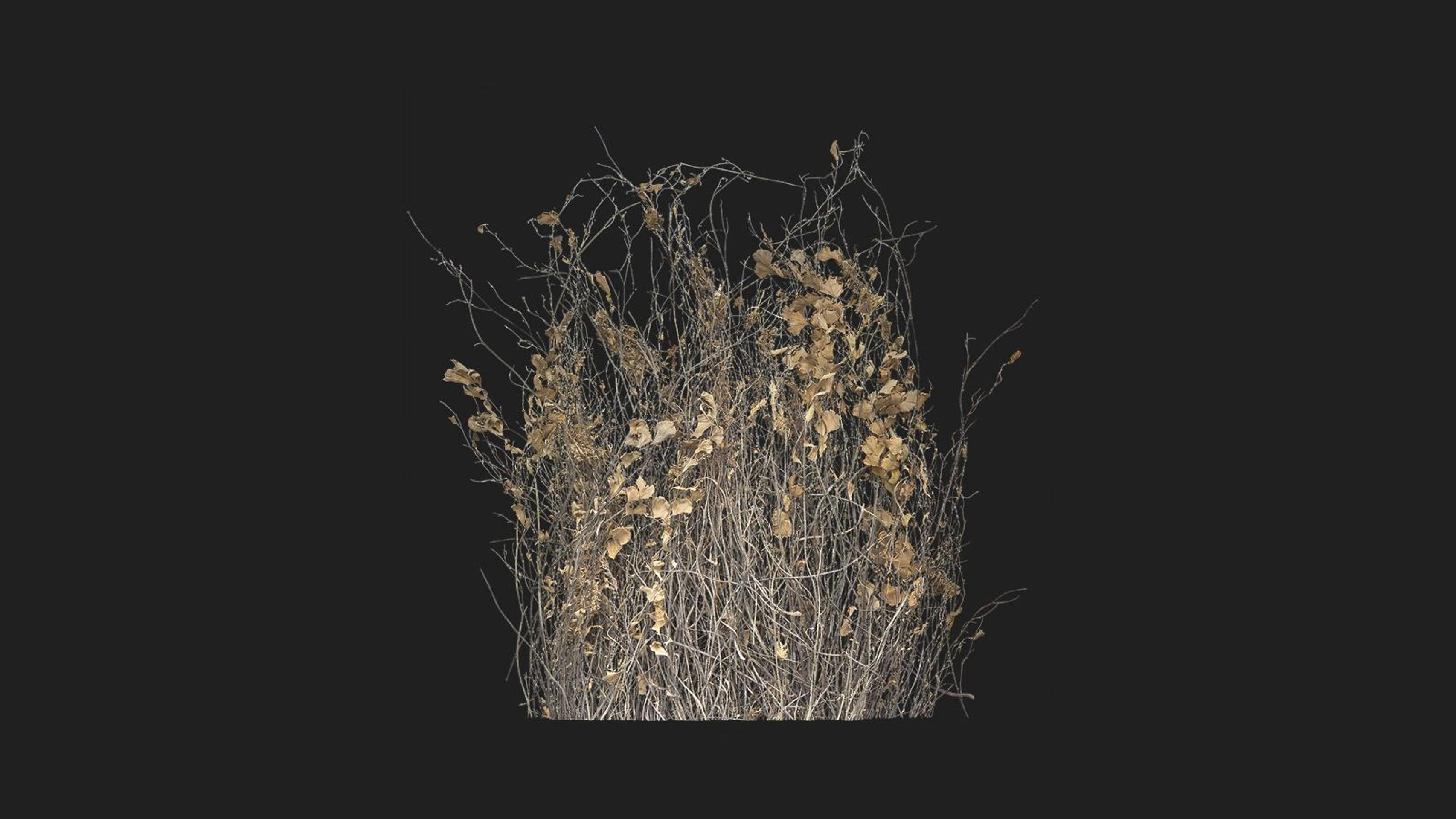 Dry Shrub | Fab