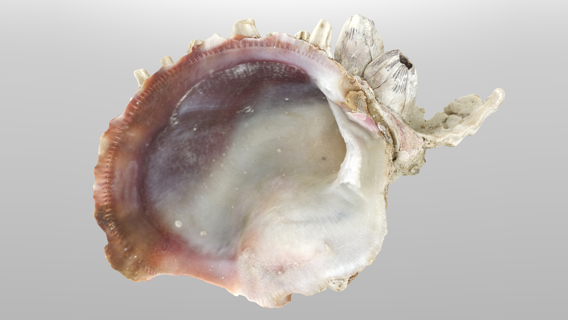 Sea Shell with dead corals | Fab