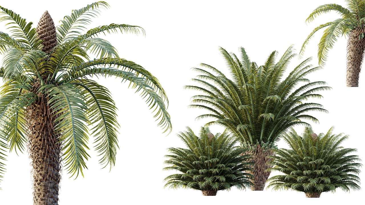 Media 1 for listing AV Plant Cycas Revoluta Palmfarn Palm Bush 02