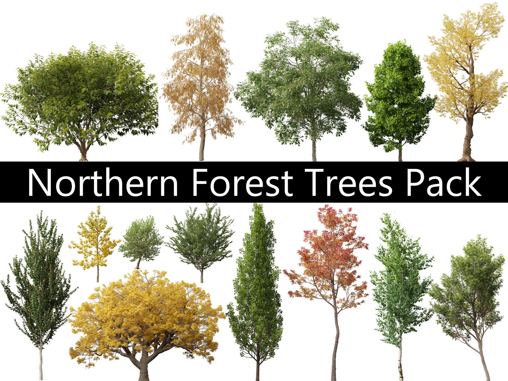 Media 1 for listing Northern Forest Trees Pack 19