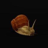 Garden Snail | Fab