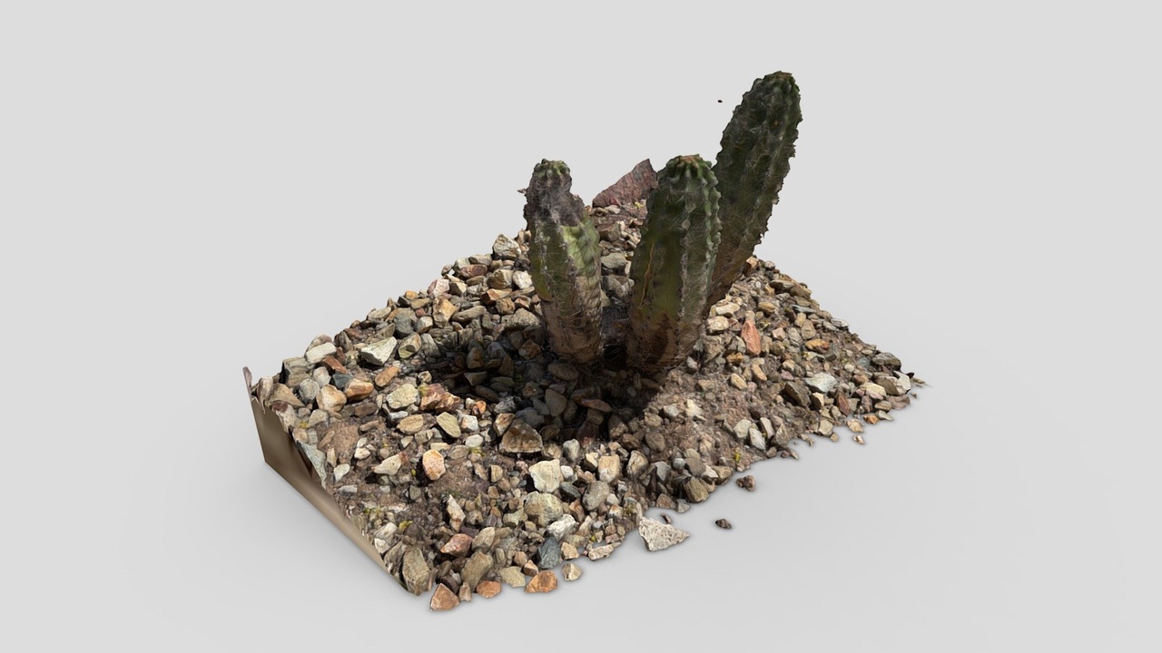 Media 1 for listing Small Cactus Scan
