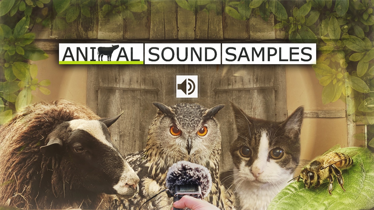 Media 1 for listing Animal Sound Samples