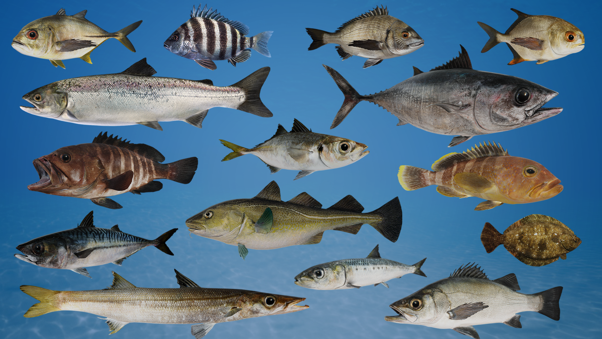 Ocean Fish Collection Ocean Commercial Fish Collection Animated | Fab