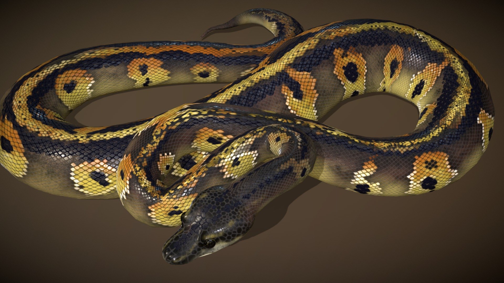 Blackhead Ball Python | Fab