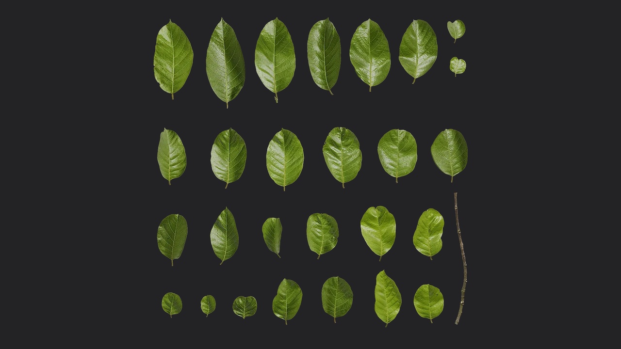 Media 1 for listing Artocarpus chama Leaf 02