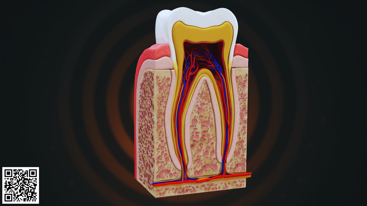 出品Human Tooth Cross Section Anatomyのメディア1