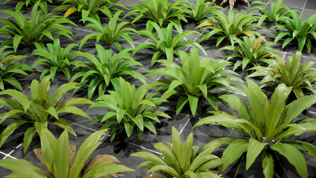 Media 1 for listing Plant - Crinum Asiaticum