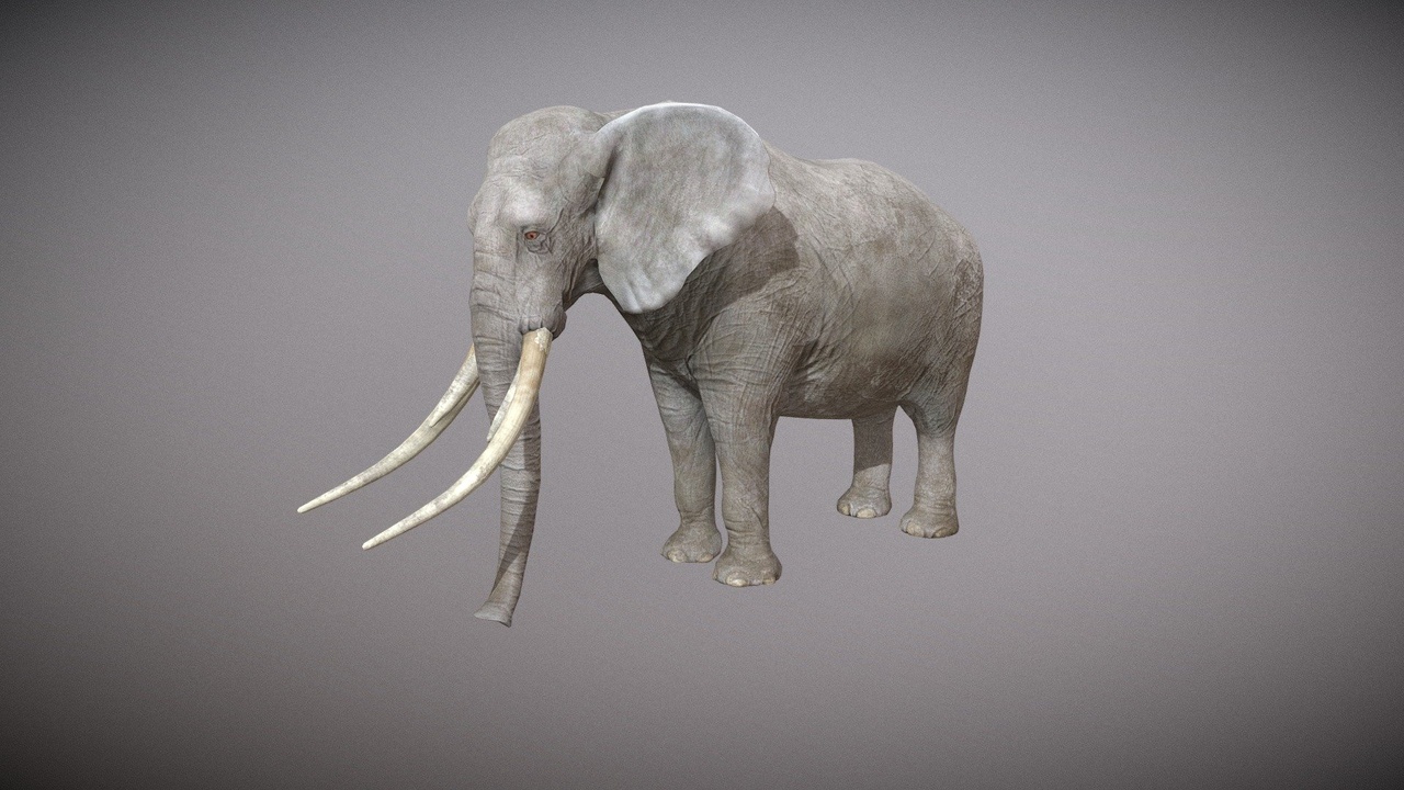 Media 1 for listing Realistic Elephant | Rigged with 25+ Animations