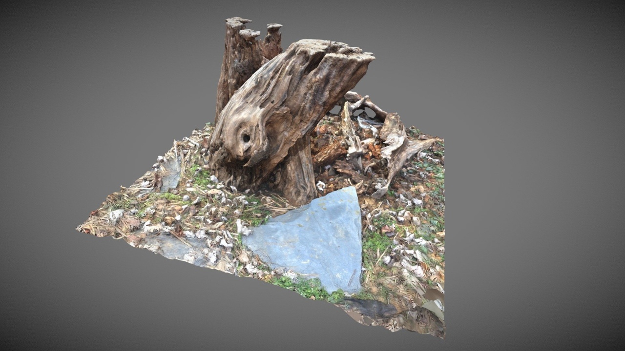 Media 1 for listing Dry tree stump