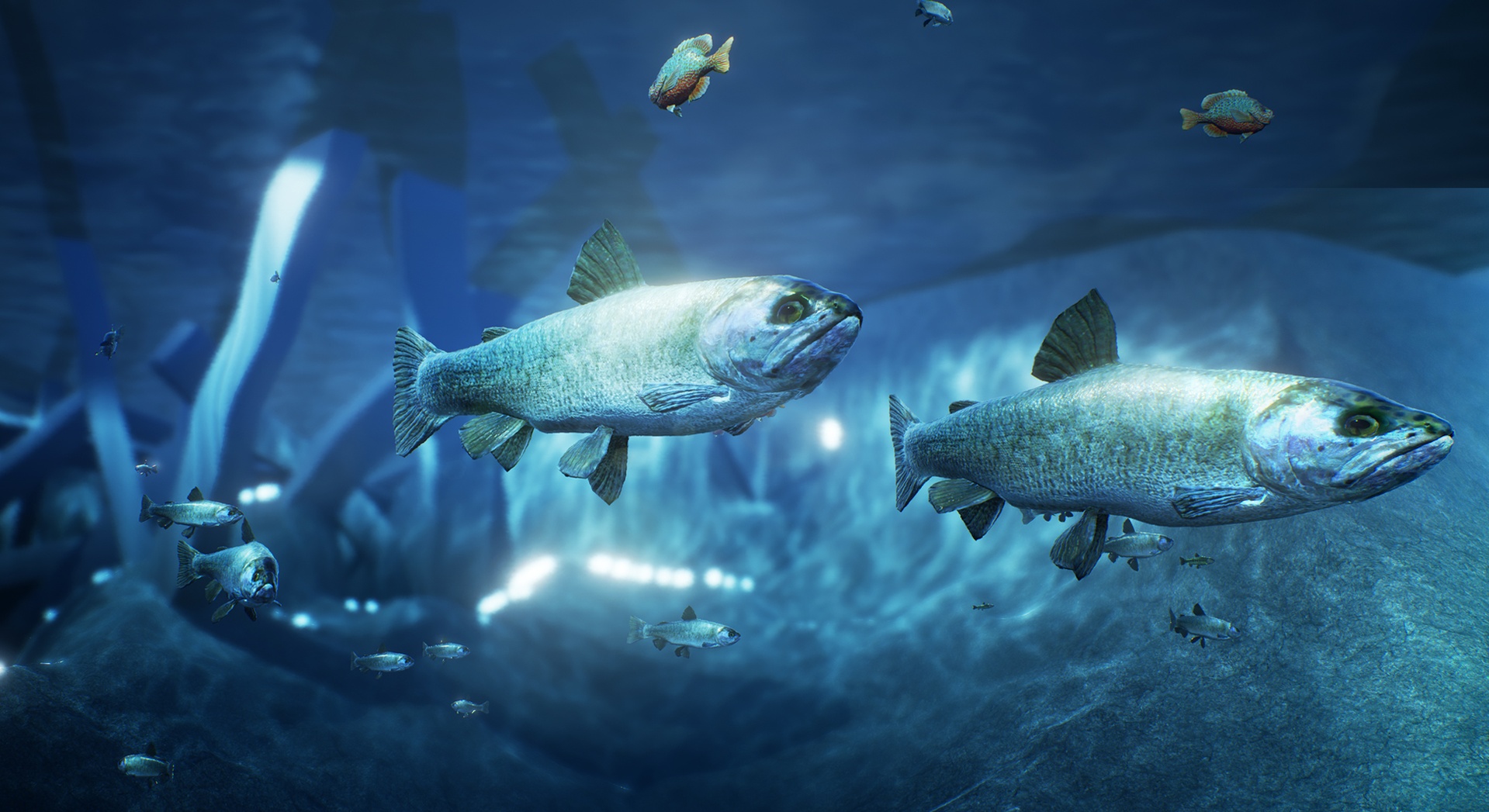 出品FISHのメディア1
