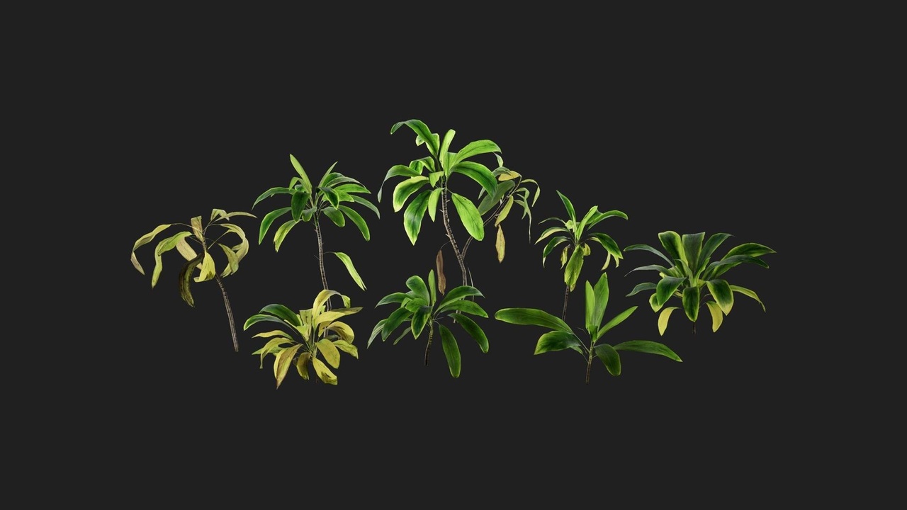 Cordyline 제품 등록을 위한 미디어 1개