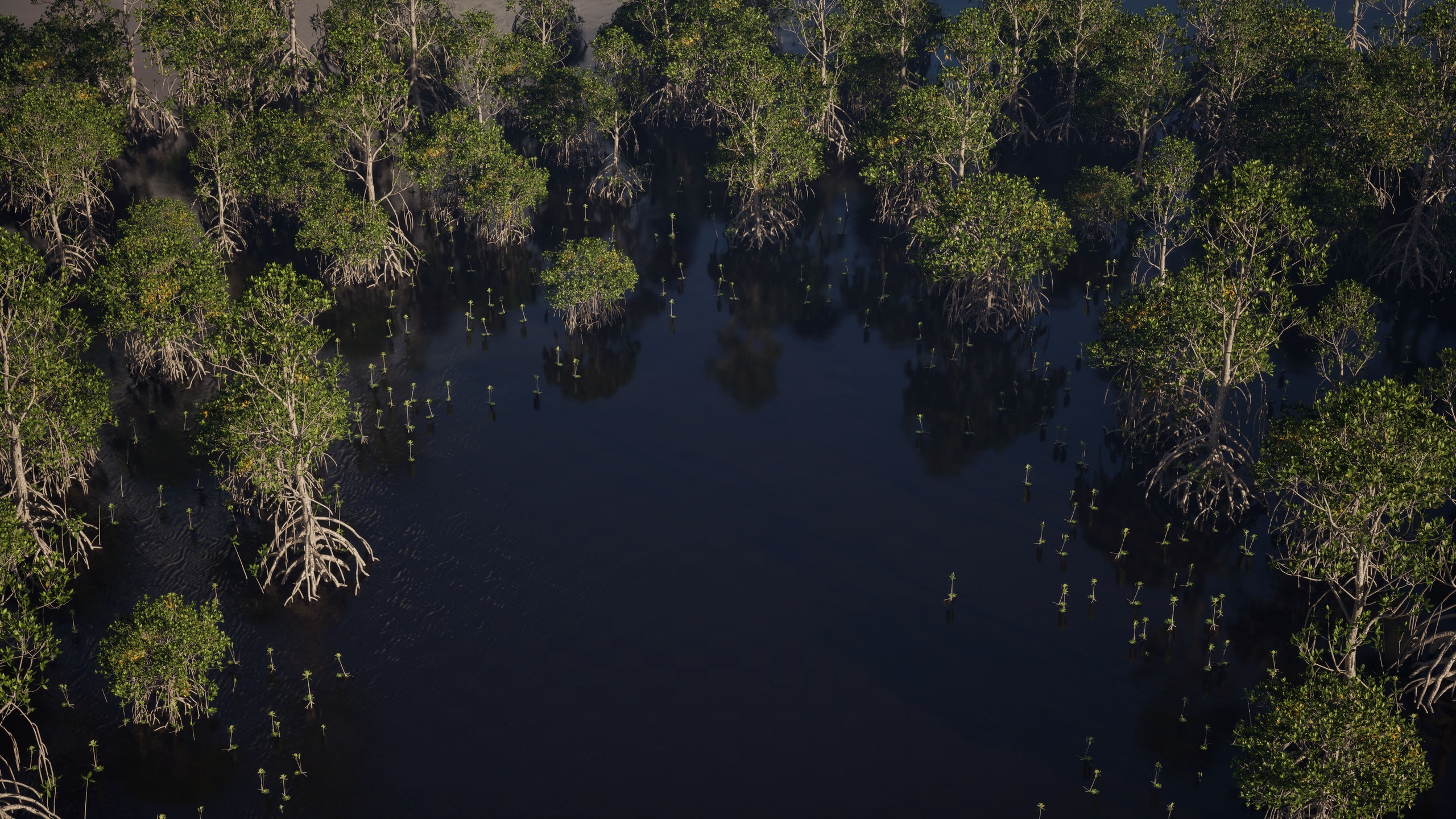 Media 1 for listing Rhizophora Tree Pack