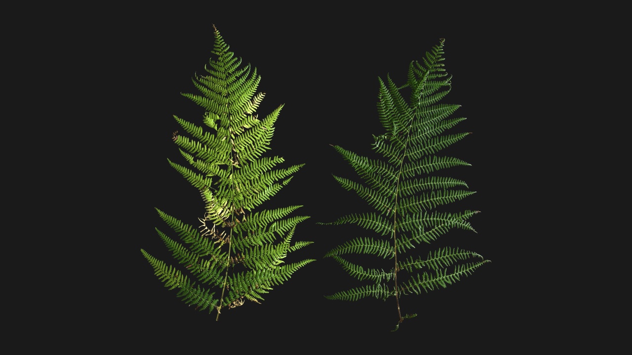 Media 1 for listing Lady Fern (V3QMqF)