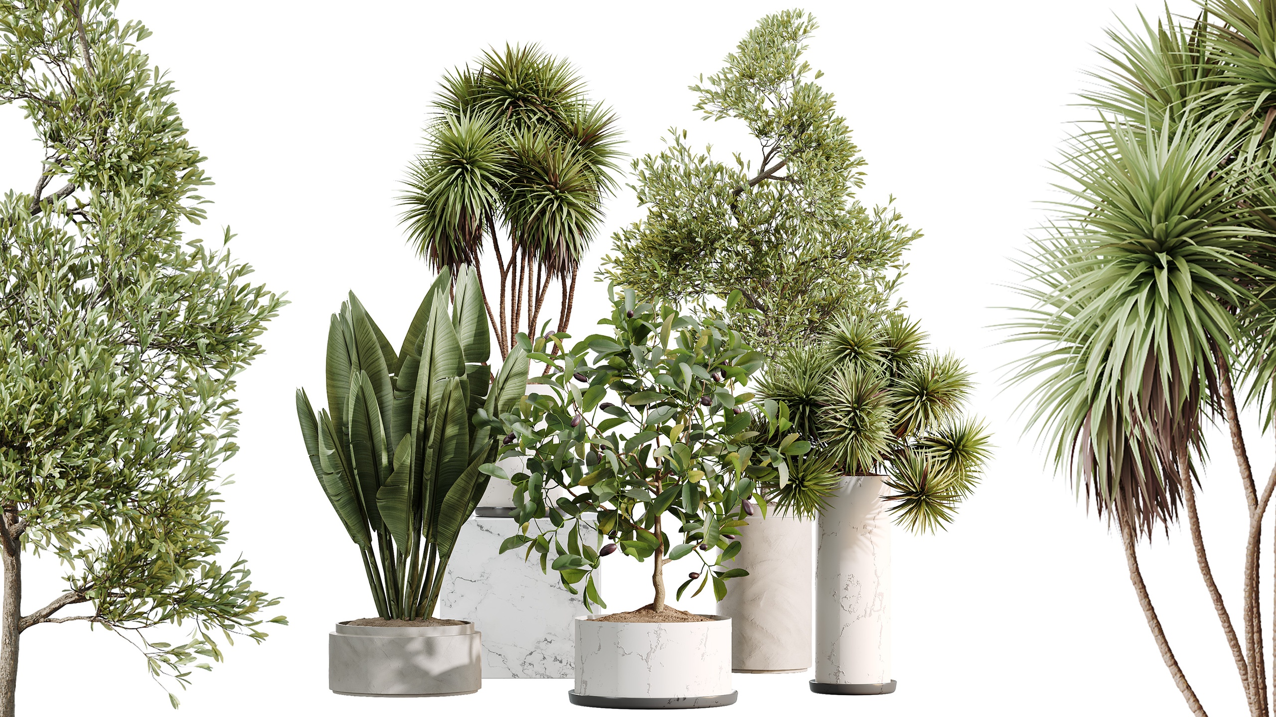 Media 1 for listing AV Indoor Plants Set 510 Yucca Briful Pachira Banana Olive